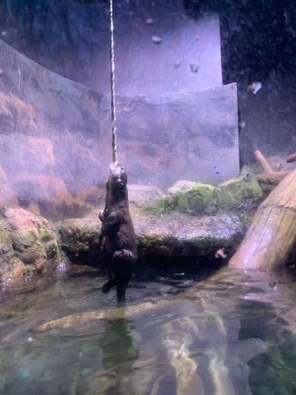 Otter biting a rope