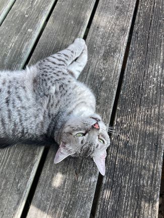 Anpu was a happy boy this evening because he got to go outside despite the heat.