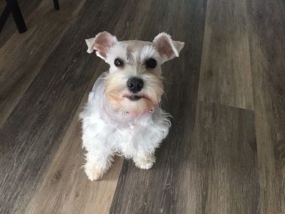 Jasmine the Jazz. Five year old retired mom. Miniature Schnauzer. 