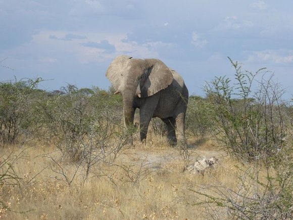 By the side of the road was this big boy