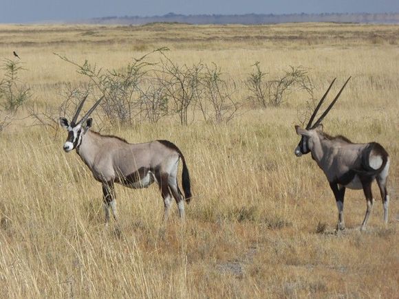 Oryx otherwise known as Gemsbok in South Africa