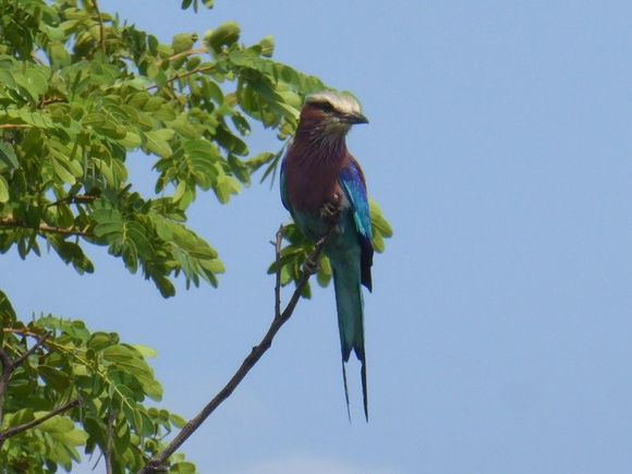 A Lilac breasted Roller bird