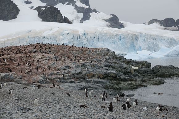 Penguin colony