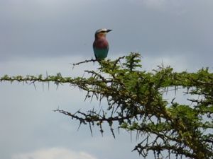 Samburu Bird Watching Safari Bee Eater