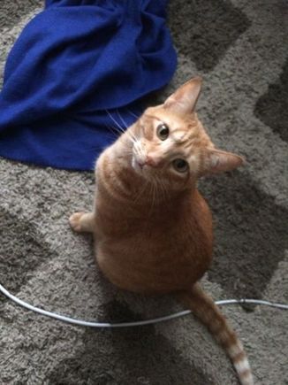 Garfield