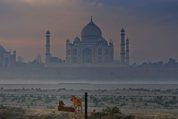 Canine View of Taj at Dawn 2010 FEB 22