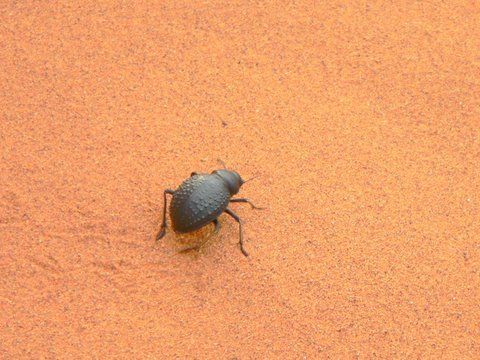 Scarab beetle