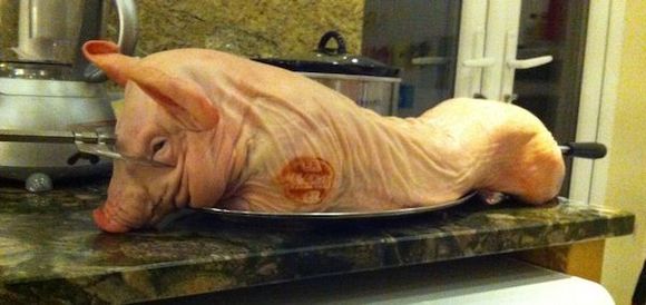 pig raw