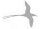 Galapgos Swallow Tailed Gull