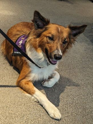 Therapy dog in MSY after giving me kisses