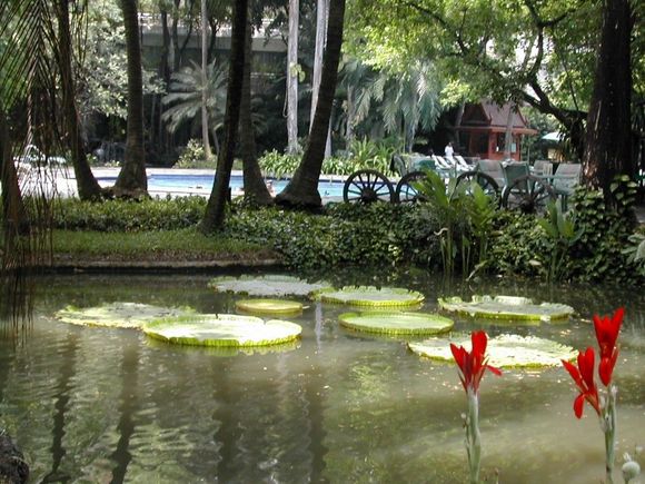 Garden/Pool