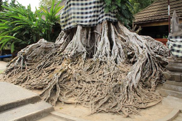 Crazy Roots
