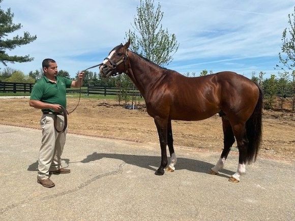 Belmont Stakes Winner Union Rags at Lanes End