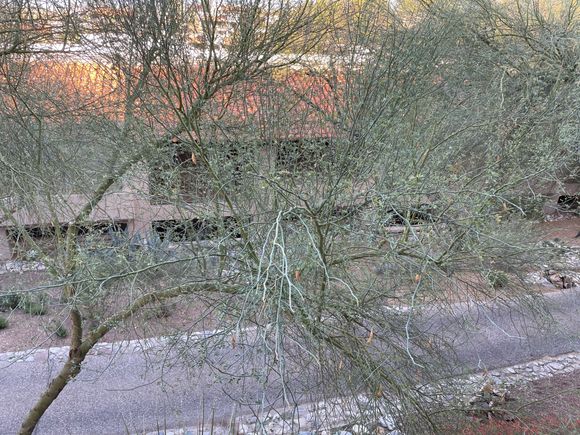 Amazing view of the back of a building, through a tree. 