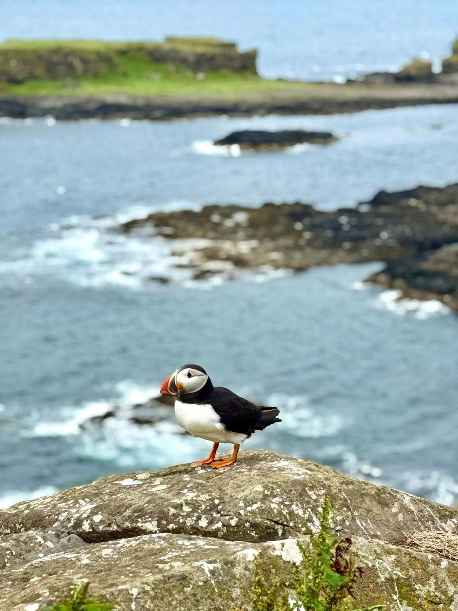 More puffin goodness