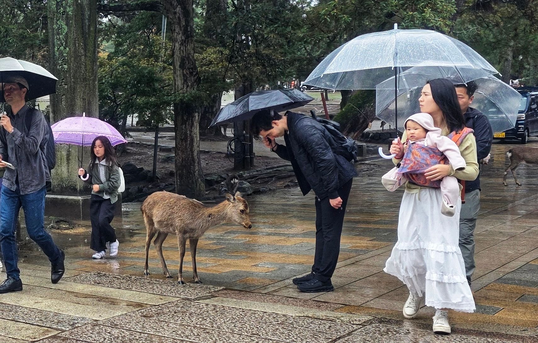 Even the dears know and reciprocate when you bow down to thank.