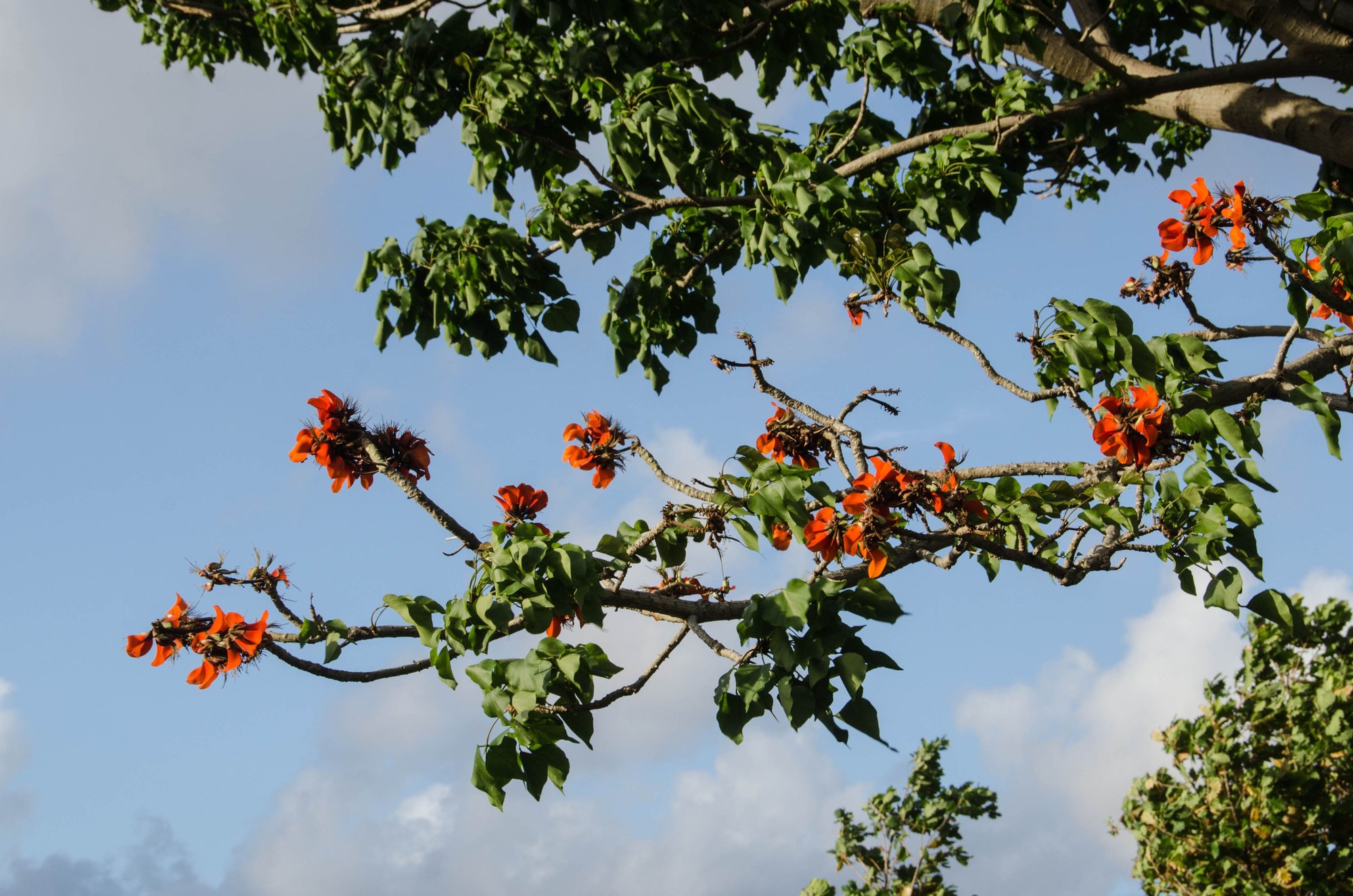 The property is expansive. As you can see, the pool is surrounded by lovely flora. This exotic tree had unique, orange-coloured blossoms. Anyone know what kind this is?