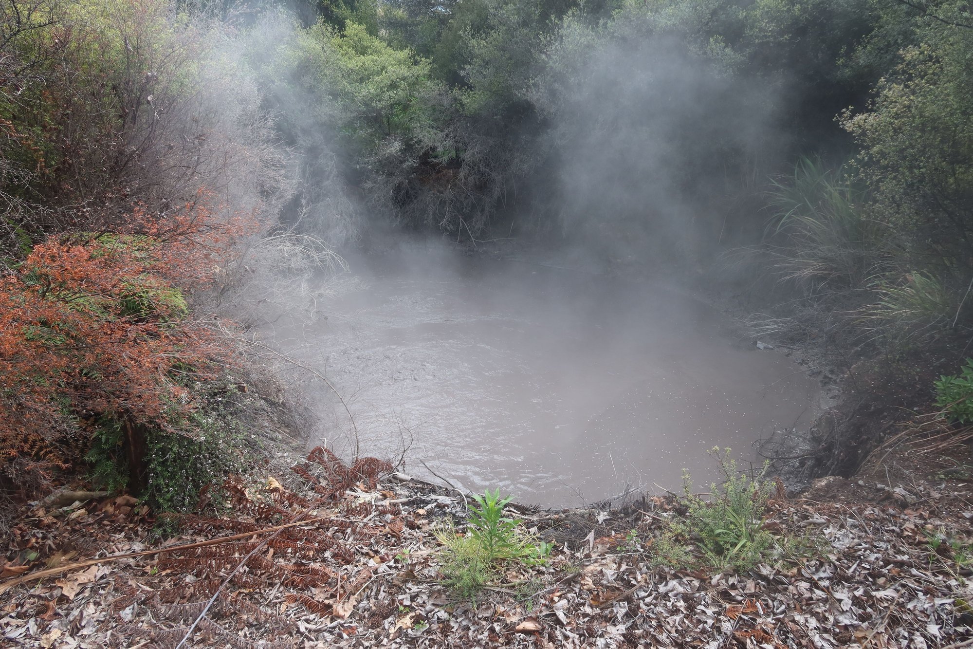 Boiling Pool, Kuirau Park