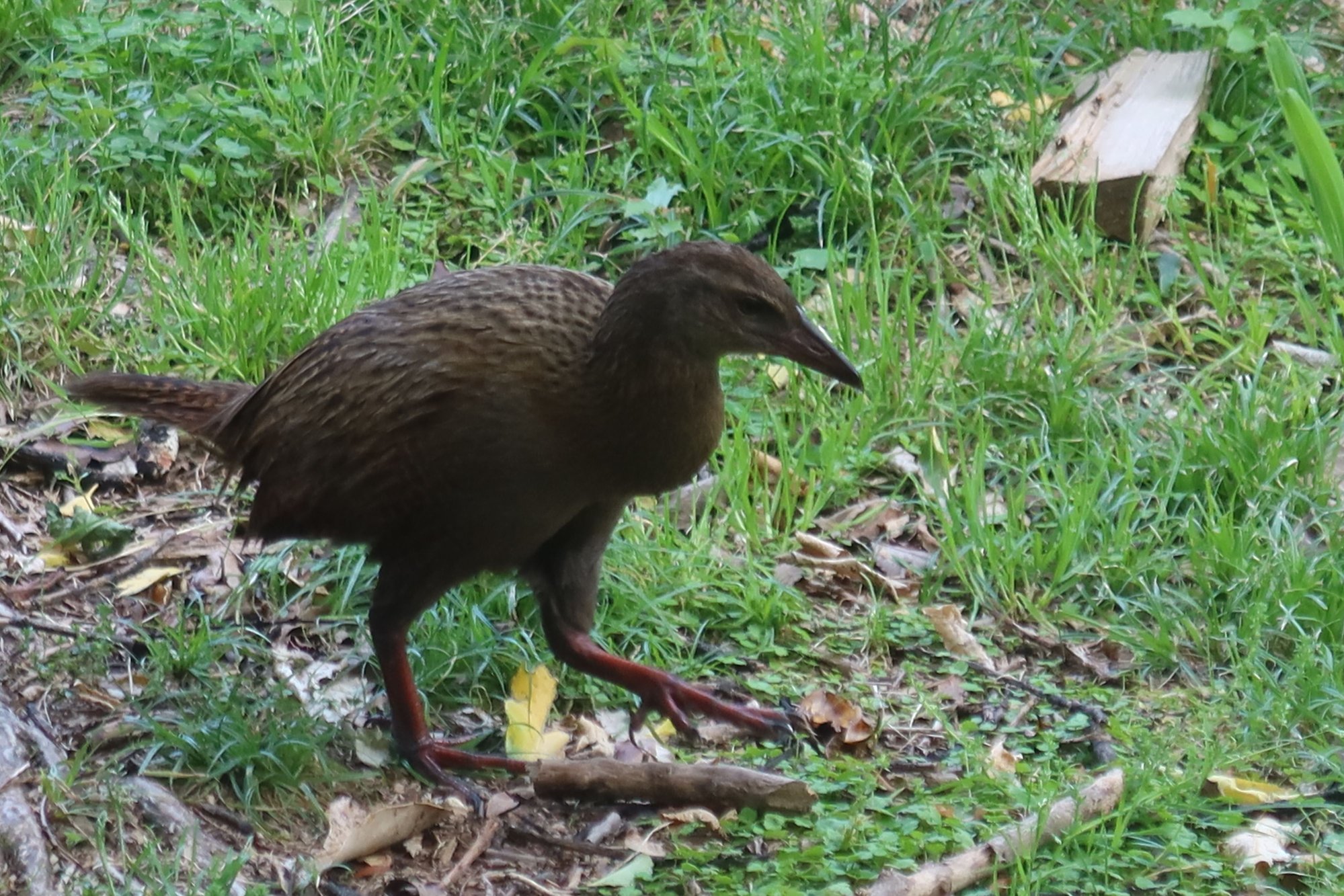 Weka at Furneaux Lodge