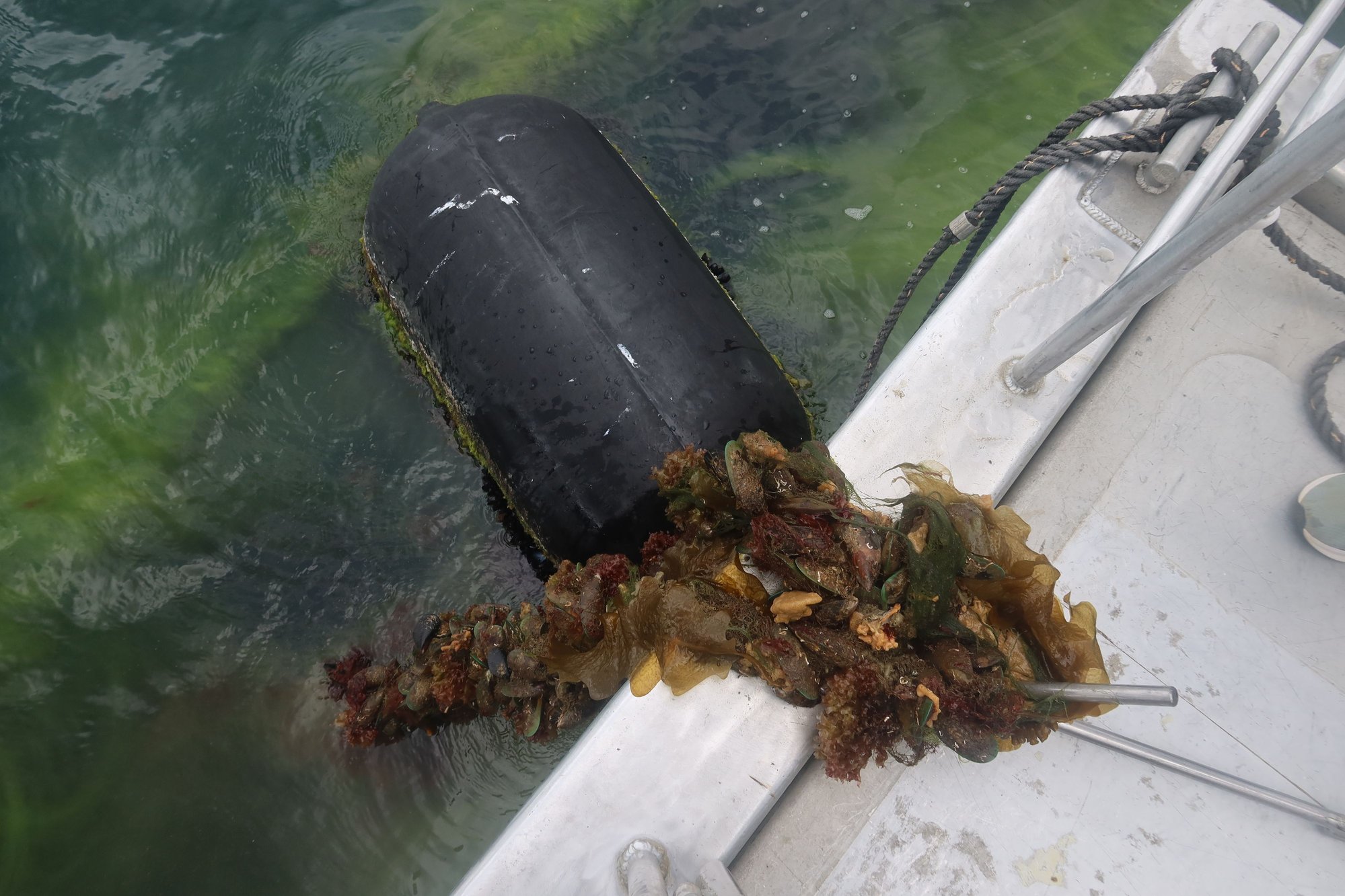 Pulling Up a Mussel Line