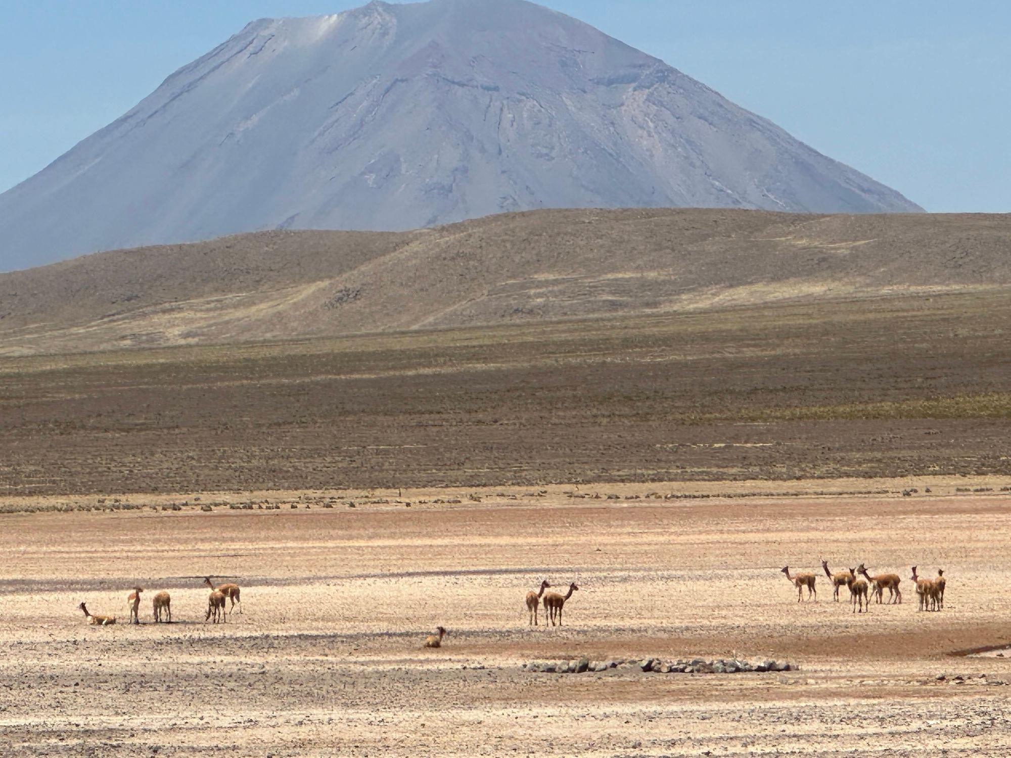 vicu�as glazing freely, and the backdrop is Chachani