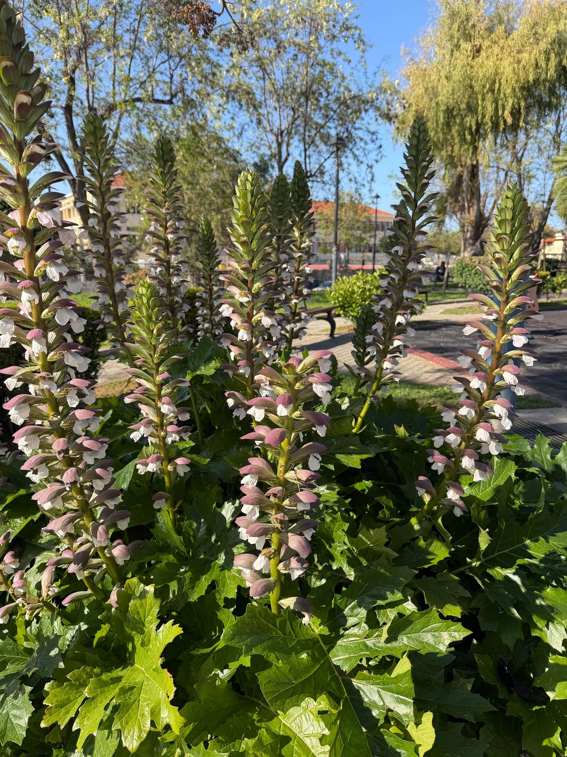 Beautiful foxgloves???? Not sure if that is the flower