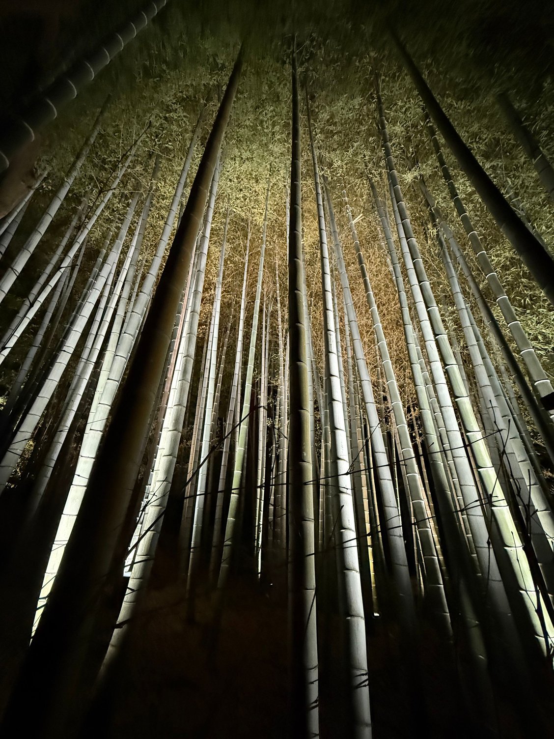 small bamboo grove at this temple