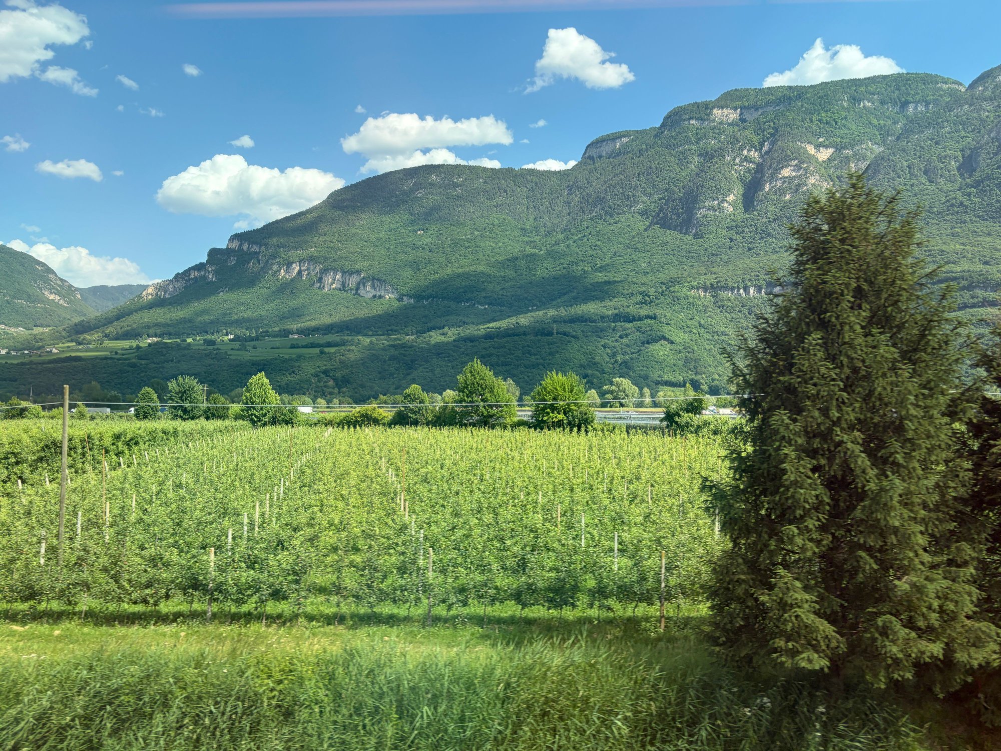 Vineyards on the valley floor