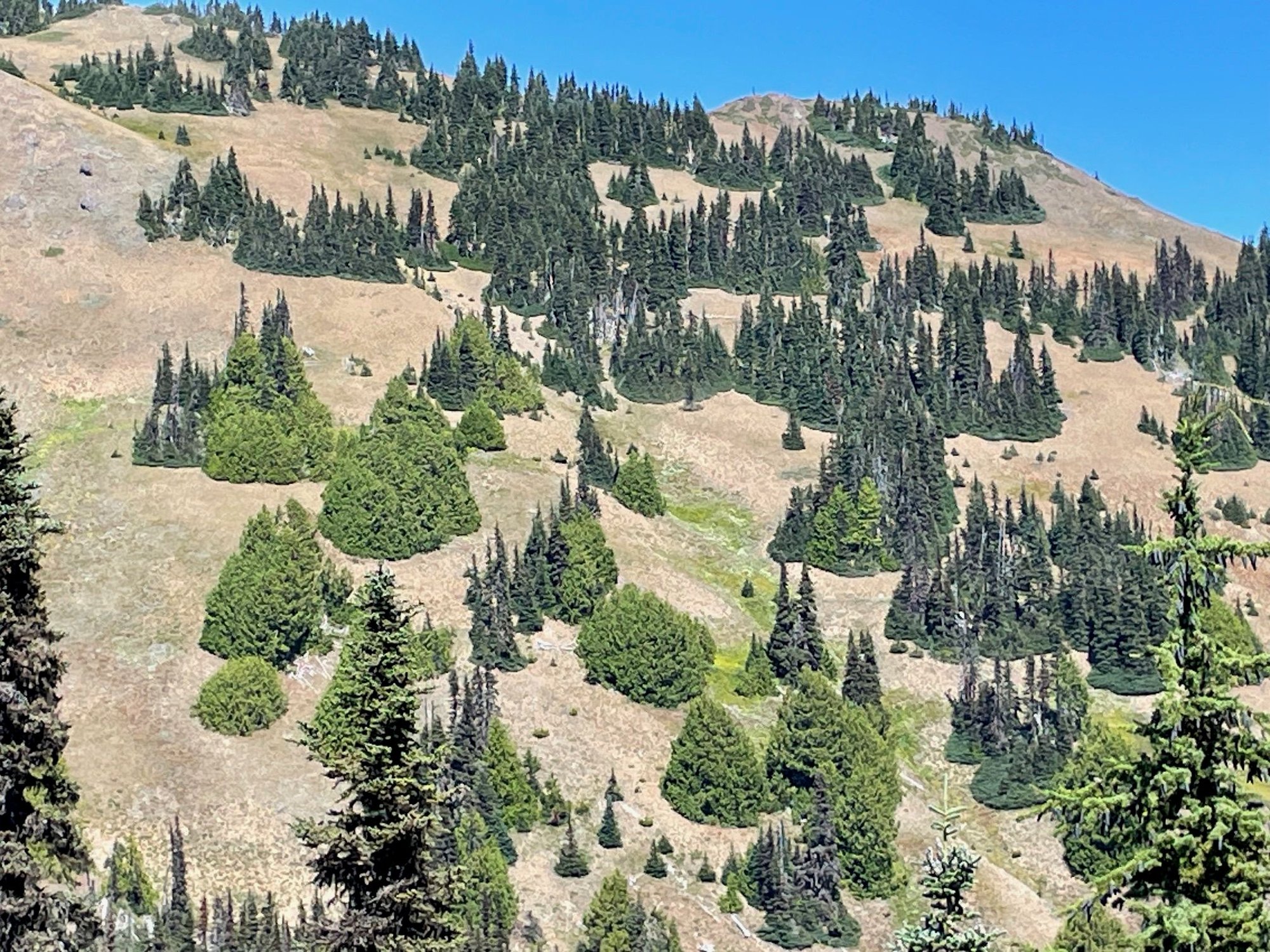 As you are hiking up the trail, you will see these groupings of trees and bushes on the hill side.  They looked like little floating ponds to me!
