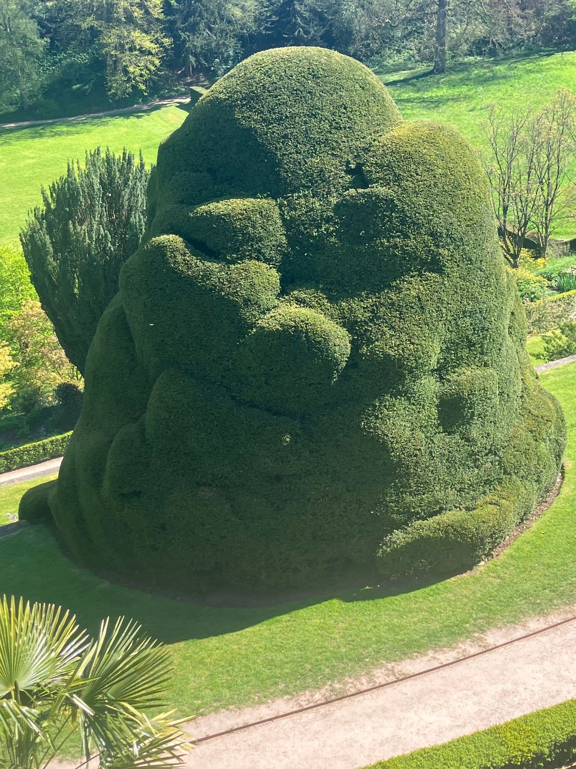 Powis - crazy overgrown topiary!