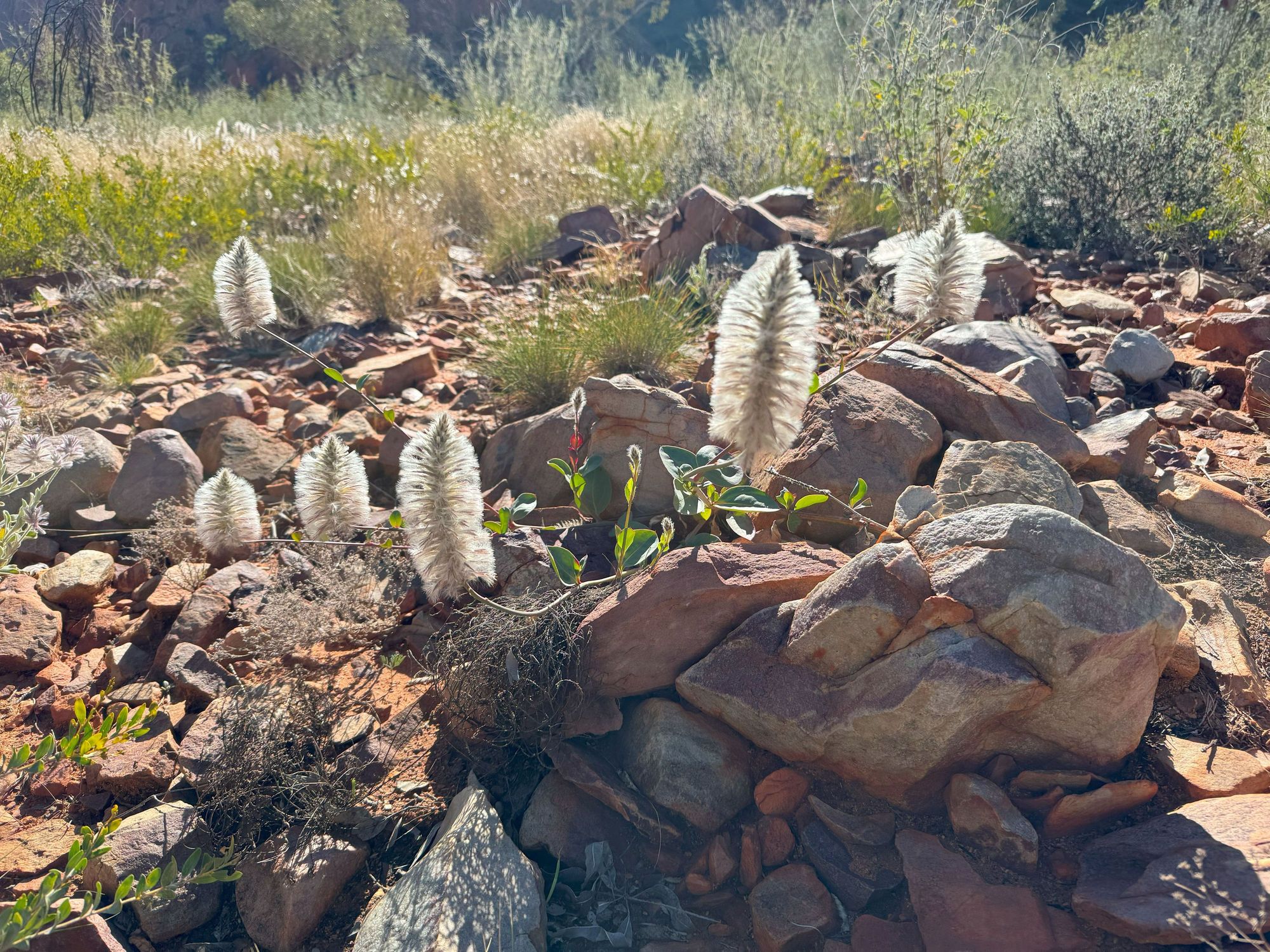 As chemists, these flowers reminded us of test tube cleaners