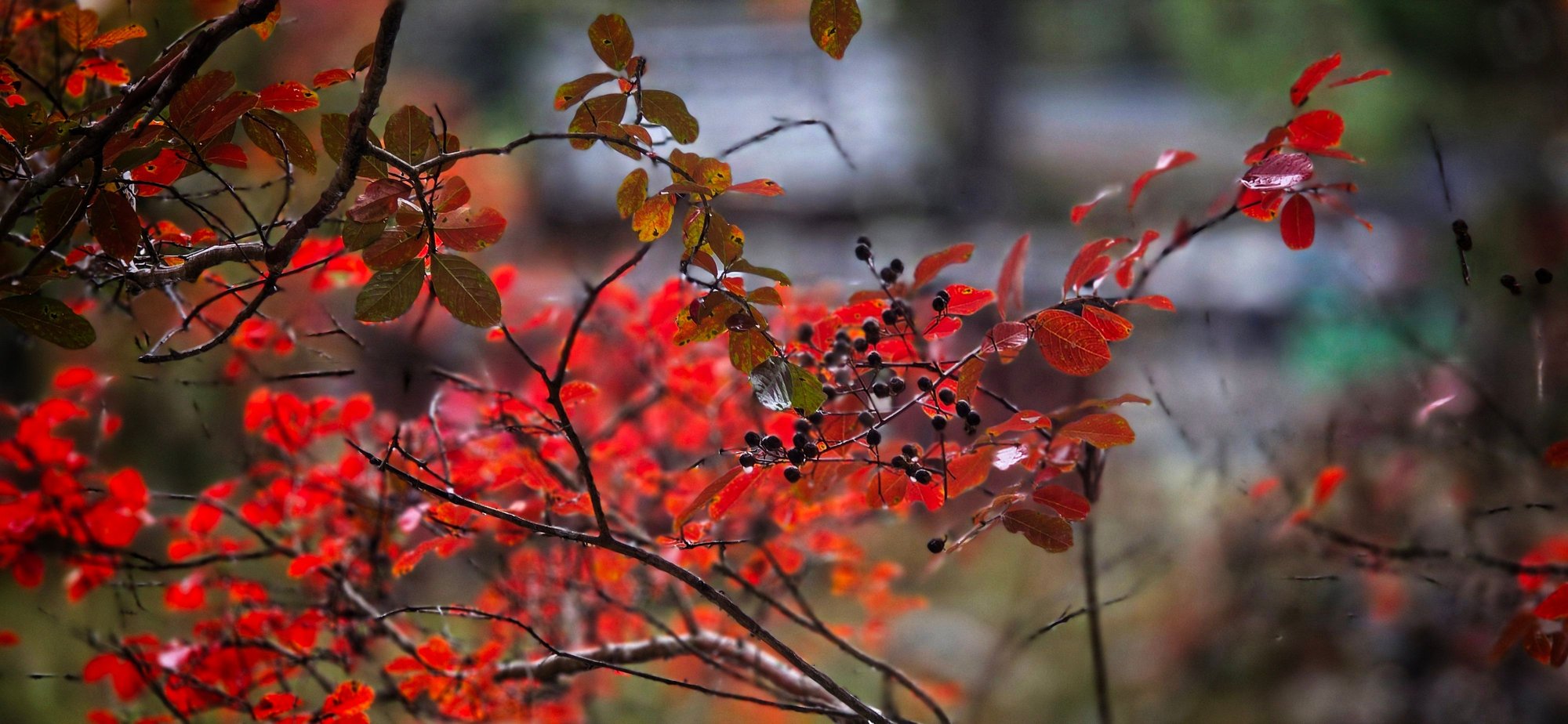 First taste of the autumn 