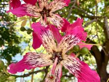 Up close look at its flower
