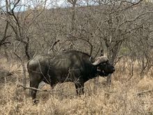 Cape Buffalo