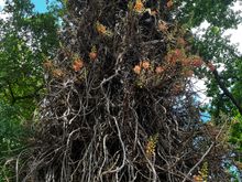 Foster Gardens, one of many fascinating trees!