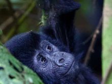 clearly watching baby to make sure they were ok.