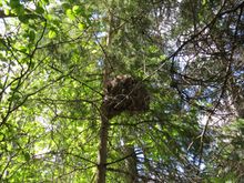 In the River Valley a Merlin nest. They usually  nest in an abandoned  magpie or crow's nest. Note the added touches the Merlin did.
Merlin's used to be called Pigeon Hawks.

I wanted to ask  this one if he  did anything to those two Pigeons I send over to Florida1. !!!