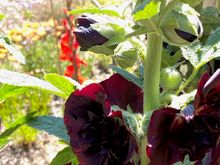 I was playing with the focus with the sun in my eyes.....