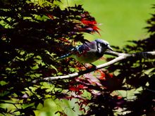 Bluejay 
