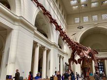 Largest dinosaur on earth to date. Discovery in 2010. 