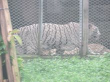 White Siberian Tiger  you don't want to get near him.!  