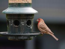 Bonus pic of a male House finch looking very red.