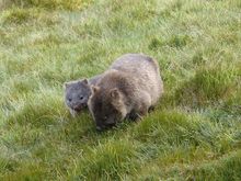 Wombats 