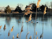 A salt marsh and wildlife refuge 