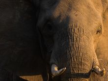 Nice tusks
