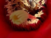 My wife caught this photo of a bee dousing itself in pollen from the aforementioned flower. Pretty cool!
