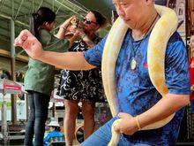 Pet a Python anyone?