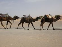 Camels at the edge of the dunes