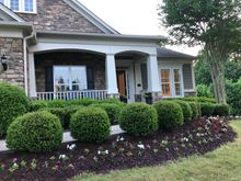 The flowers continue around the crape myrtle on the far right.  Alongside the right side of the house we planted full sun hybrid pink and white hydrangeas interspersed with a fluffy green bush whose name I can’t remember now, and a pink dogwood ringed with dianthus.  Although that was just planted last October the dogwood bloomed in April.  We can’t see it, I had the landscaping put in because our neighbor’s MBR window looks out on that view and I wanted it to be pretty for them.