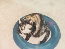 Sally cat sitting in her ring toy